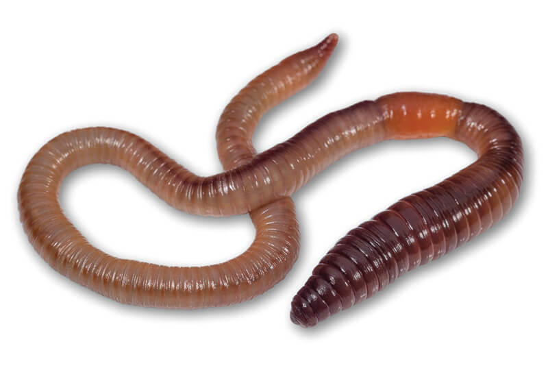 deževnik4MP